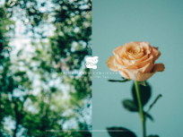 山の花